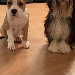 American Staffordshire Terrier Puppies from Lelani AmStaffs