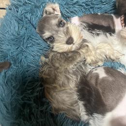 Miniature Schnauzer Puppies from Feshia Mosley