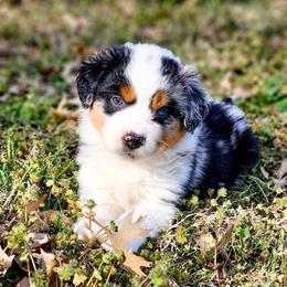Full Tail - Clio - Blue merle Miniature Australian Shepherd puppy in Mc Alester, Oklahoma from Angel's Aussies