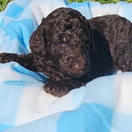 Poodle Puppies from C&K's Poodle Patch