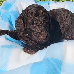 Poodle Puppies from C&K's Poodle Patch