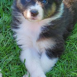 Australian Shepherds from Bur Oak Aussie's