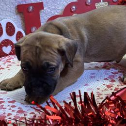 Male - Red male Boerboel puppy in Flemingsburg, Kentucky from Aussgardian Boerboels