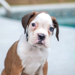 Dark Blue - Fawn male Boxer puppy in Georgia from Stephanie’s Boxers