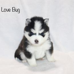 Love Bug - Black and white male Pomsky puppy in Denham Springs, Louisiana from Bayouland Pomskies