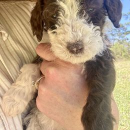 Aussiedoodle and Goldendoodle Puppies from Dream Hollow Farm