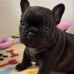 Eve - Brindle girl 1 - Brindle female French Bulldog puppy in Grand Praire, Texas from Von Darr Kennels