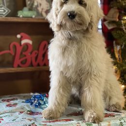 Dorie - Australian Labradoodle