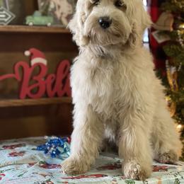 Dorie - Australian Labradoodle