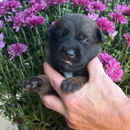 Luna - Mahogany female Belgian Malinois puppy in Paris, Kentucky from Z Domu Niedzwiedzia Malinois