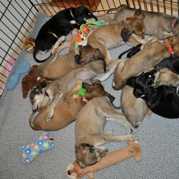Saluki Puppies from Kushiel Salukis