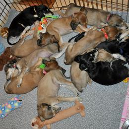 Saluki Puppies from Kushiel Salukis