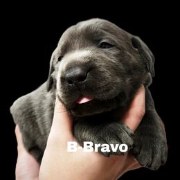 Bravo - Charcoal male Dilute Retriever puppy in Sidney, Nebraska from Nebraska Strong Labradors