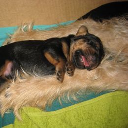 Otterhound Puppies from Blue Fairy Otterhounds