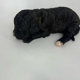 Yellow Girl - Bernedoodle puppy in Wexford County, Michigan from Blissful Bernedoodles