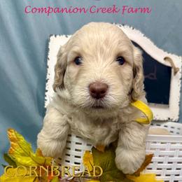 Cornbread - Caramel cream male Labradoodle puppy in Bowman, Georgia from Companion Creek Farm
