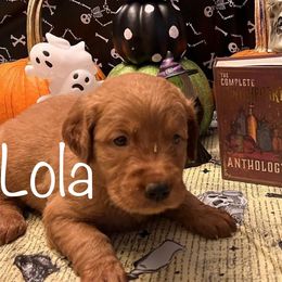 Golden Retriever Puppies from A1 Supreme Kennels