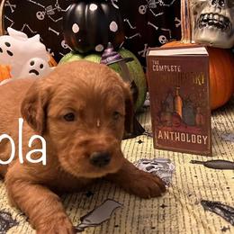Golden Retriever Puppies from A1 Supreme Kennels