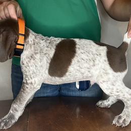 German Shorthaired Pointer Puppies from MCP Kennels