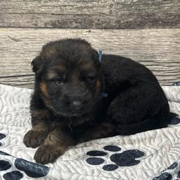 Hami light blue - Black and red male German Shepherd puppy in Herrick, South Dakota from Dakota Shepherds Kennels