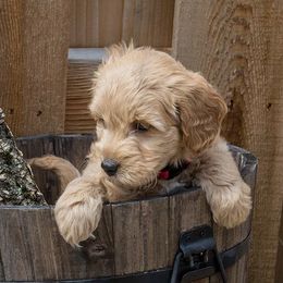 Goldendoodles from Adorable Lovable Mini Doodles