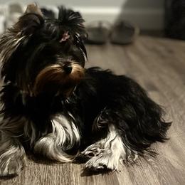 Yorkshire Terriers from Yorkie Divas