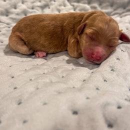 Fiona - Red  female Goldendoodle puppy in Rose Hill, North Carolina from Red Door Canines