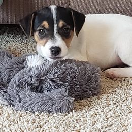 Jack Russell Terriers, Parson Russell Terriers, Poodles, and Whoodles from Blue Skies Terriers