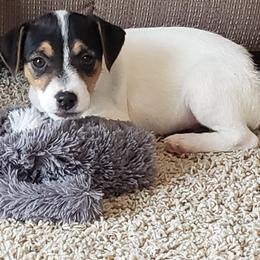 Jack Russell Terriers, Parson Russell Terriers, Poodles, and Whoodles from Blue Skies Terriers