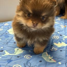 Mocha - Chocolate and tan female Pomeranian puppy in Newport Beach, California from Exotic City Pomeranians and chihuahuas