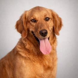 Cane - Golden Retriever