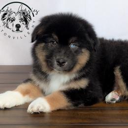 Cosmo - Black tri-color male Australian Shepherd puppy in Fultonville, New York from Sandy Aussies & Pomeranians