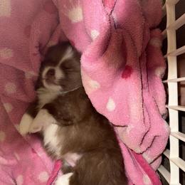 Pomeranian puppies from Angel Pomeranians