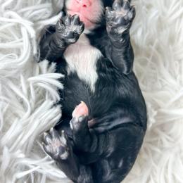 Boy 5 - Black and white male Bernedoodle puppy in Otisville, Michigan from Danie’s Darling Doodles LLC