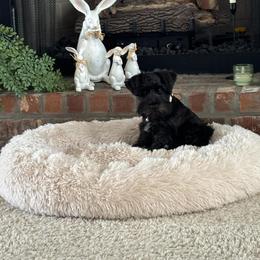 Miniature Schnauzer Puppies from Du Lac Miniature Schnauzers