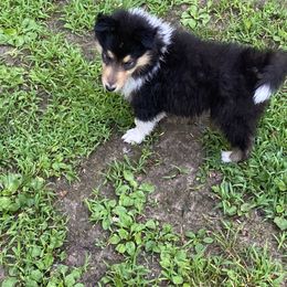 Lily - Black white and tan female Collie puppy in Blossvale, New York from Glenara Collies & Papillons