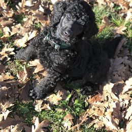 Poodle Puppies from Oakridge Standard Poodle