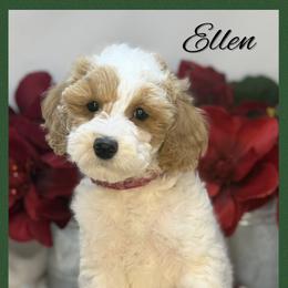 Ellen - Apricot female Australian Labradoodle puppy in Gladstone, Oregon from Beaver State Labradoodles
