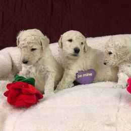 Standard Poodle Puppies from D and D Standard Poodles