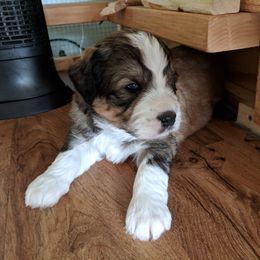 Bernedoodle Puppies from Bernedoodles of the Ozarks