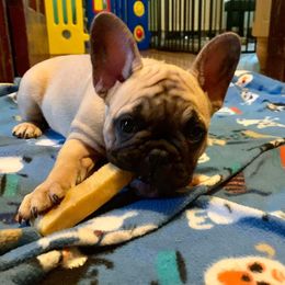 Bulldog and French Bulldog Puppies from Jones Bulldogs