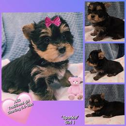 Girl 1 - Black and tan female Yorkshire Terrier puppy in Gatesville, Texas from Schultz Yorkies byGrace