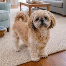 Cookie - Shih Tzu