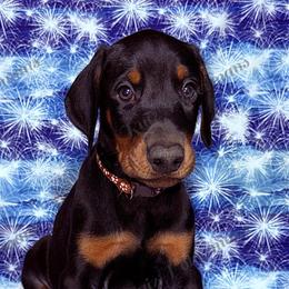 Tan - Black and rust male Doberman Pinscher puppy in Louisville, Kentucky from Ruiz Dobermans