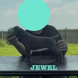 Jewel - Blue female Great Dane puppy in Edwardsville, Illinois from Giants and Munchkins