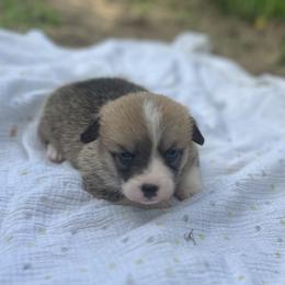 Lola - Red female Pembroke Welsh Corgi puppy in Hope, Arkansas from Foxy Knoll Farm