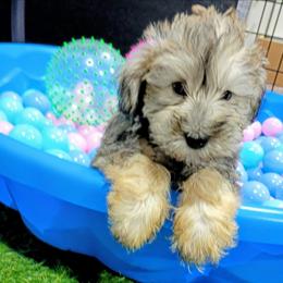 Helios - Liver male Miniature Schnauzer puppy in Neosho, Missouri from Star Light Pups