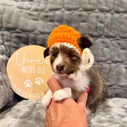 BELLE - Sable and white female Shetland Sheepdog puppy in Livonia, Michigan from M7’s Shelties, Toonies & AussieDoodles