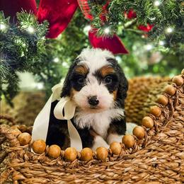 Tinsel - Tri-color male Bernedoodle puppy in Russell Springs, Kentucky from 270 Doodles