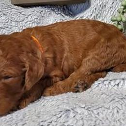 Girl 2 - Poodle puppy in Burleson, Texas from Patriotic Poodles